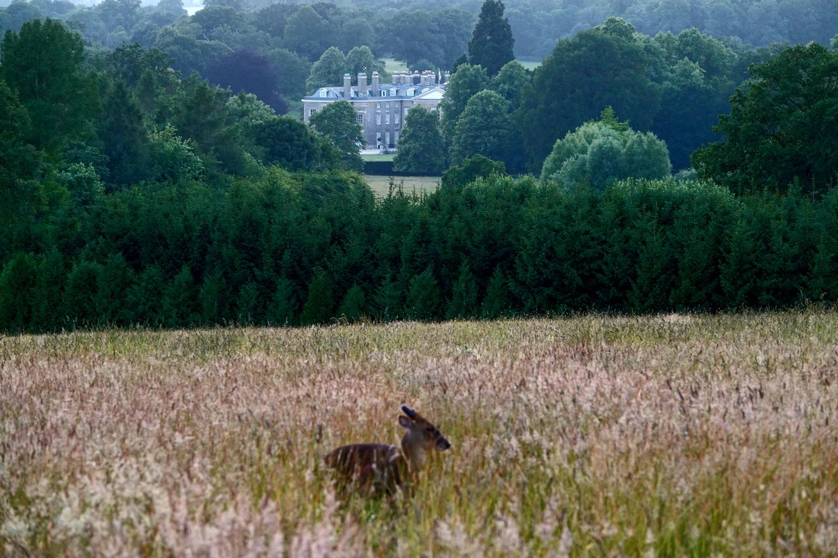 Muntjac buck <a href="/AlthorpHouse/">Althorp</a> early this morning.
Conservation@althorp.com #Spencerestates
