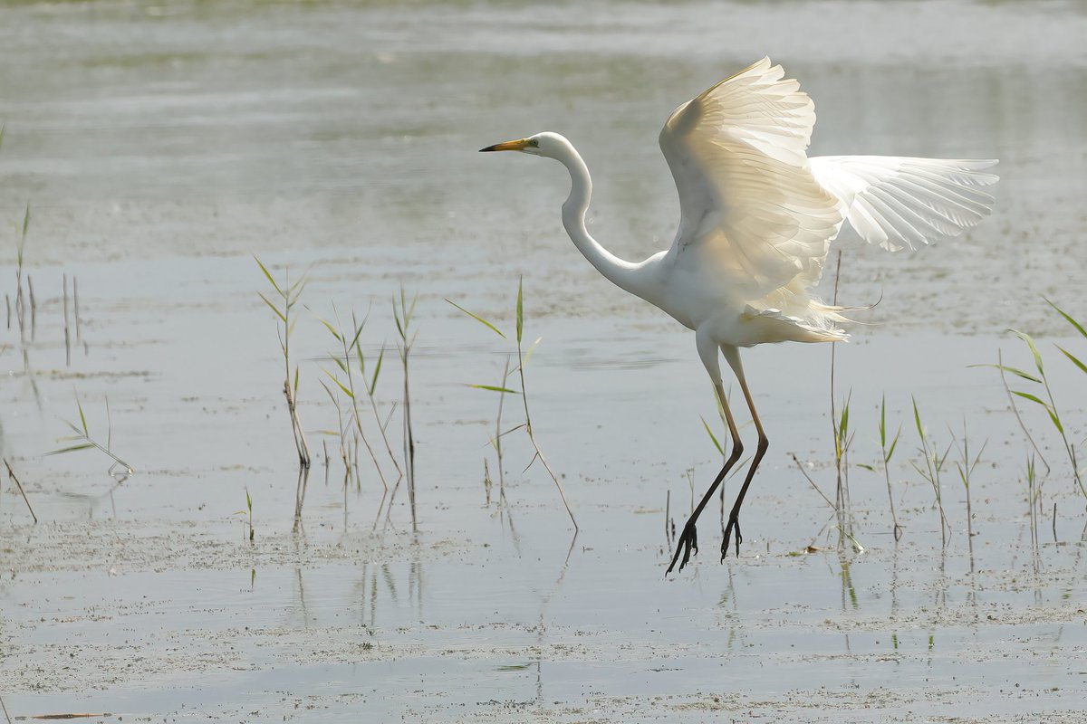 Jthomas123Jay's tweet photo. Great White Egret
#rspbhamwall https://t.co/CmC2mBTnK0