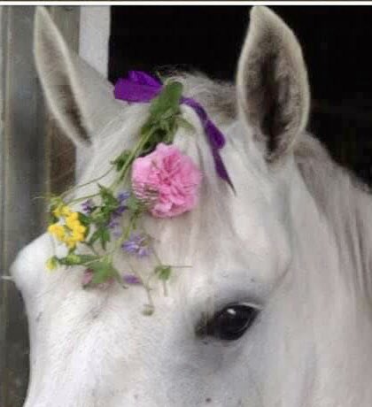 The hay harvest is inspected and approved and we’re ready for Midsummer Night  celebrations. 🔥 
#ponyhour #SanktHans #SaintJohn