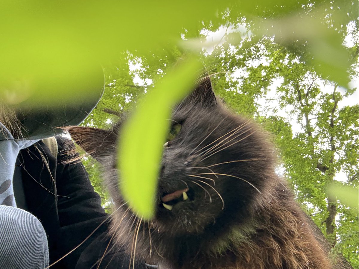 Priecīgus svētkus visiem no Ilfas :)