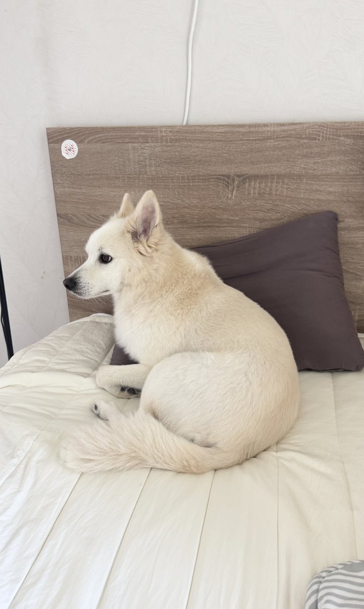 원래 인간용 베개를 좋아하는가? ❌
인간이 없을 때도 혼자 베개를 차지하는가? ❌
인간이 누우려고 하면 갑자기 차지하는가? ⭕️
깡패인가? ⭕️