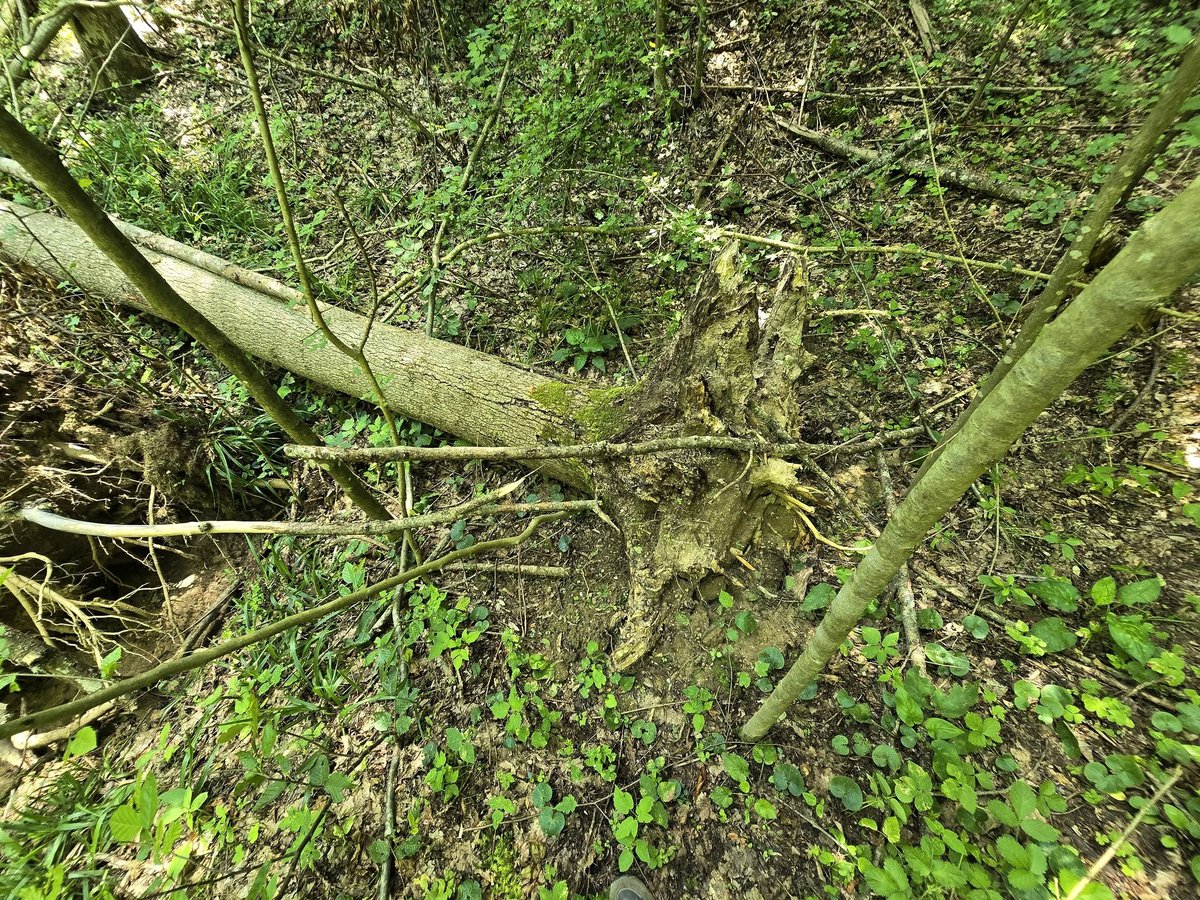 RNP_Romsilva's tweet image. 🌳 Frasinul, arbore valoros, e grav afectat de boli și schimbări climatice.
La #OcolulSilvicSturzeni intervenim responsabil: monitorizare, extragere arbori uscați, reîmpădurire cu specii rezistente.
🌱 Acționăm pentru păduri sănătoase!
#Frasin #Romsilva #SilviculturăResponsabilă