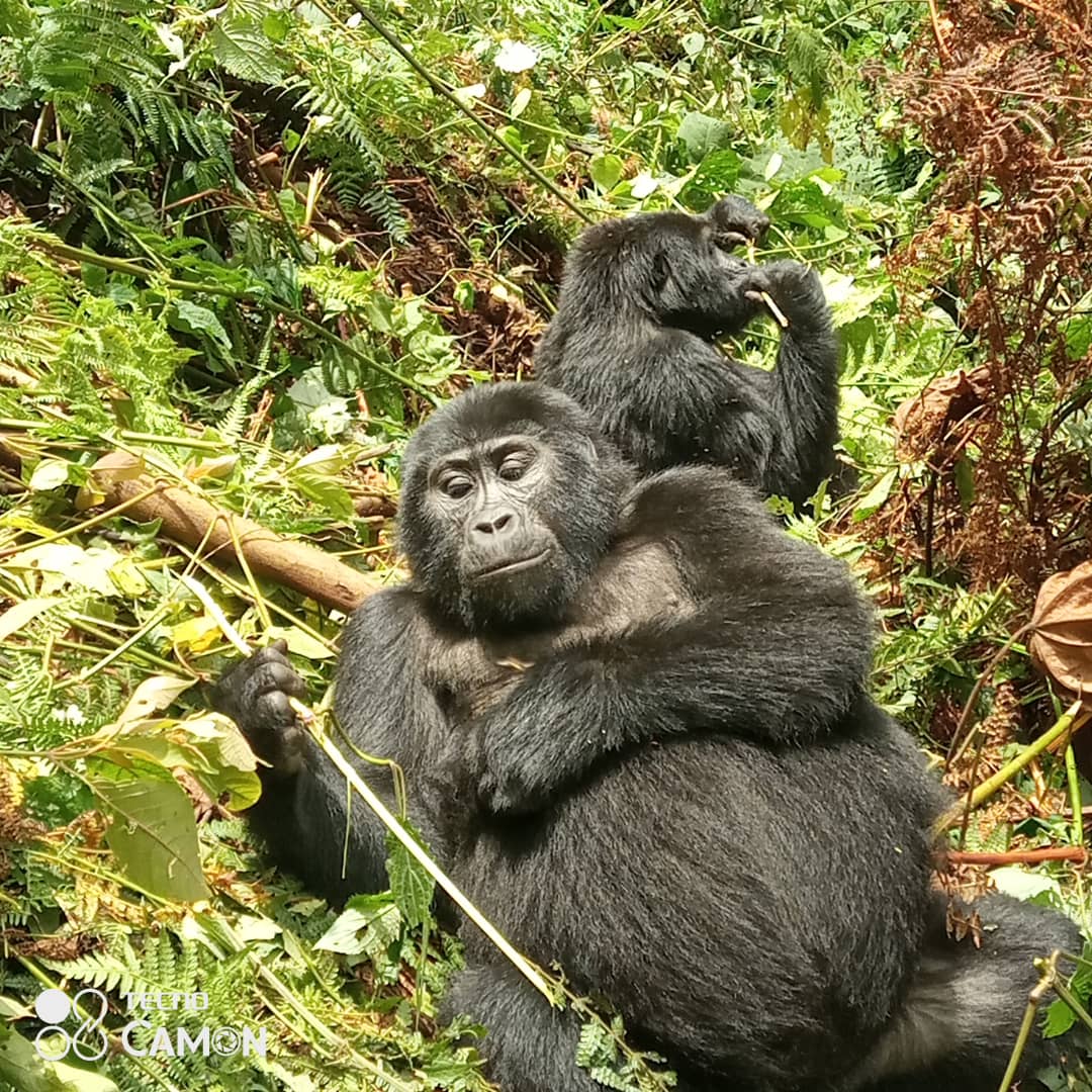 Meet Raha, a curious, cheeky young mountain gorilla from Uganda’s Bwindi Forest. He’s one of just 1,000 left in the wild.

Adopt Raha and help protect him, his family, and the rangers who keep them safe 🦍
Learn more: bit.ly/adoptagorilla
