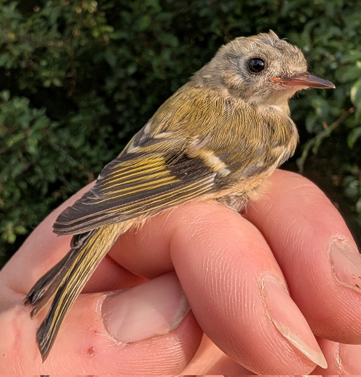 mattthesparrow's tweet image. Goldcrest is a rare capture on our @_BTO Constant Effort Site at Swindon STW. This one is locally bred, it is so young it hasn't got its crown feathers yet. They are very common in conifer trees across the UK but unusual in our scrub and marsh.