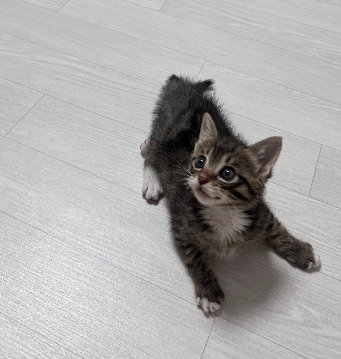 goldbee_theCAT's tweet photo. 옛날에 웃고 있는 고양이가 있었슨
그냥 있지만 않고 많은 것을 부쉇은
침대 팔 다리 컵 모든것을 패버렷은
사람들는 속았은 https://t.co/Q4LFtxnIAB