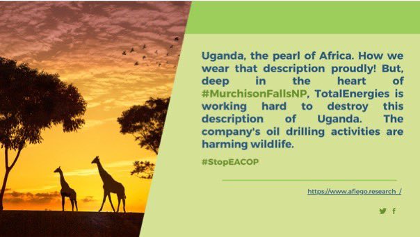 ASIIMWEMAR34811's tweet image. Let’s raise our voices for justice and sustainability!
Communities deserve to live free from exploitation and land grabbing.
Say no to harmful oil projects—our future depends on clean, fair energy.
#StopEACOP #LandRights #JustTransition #YECA