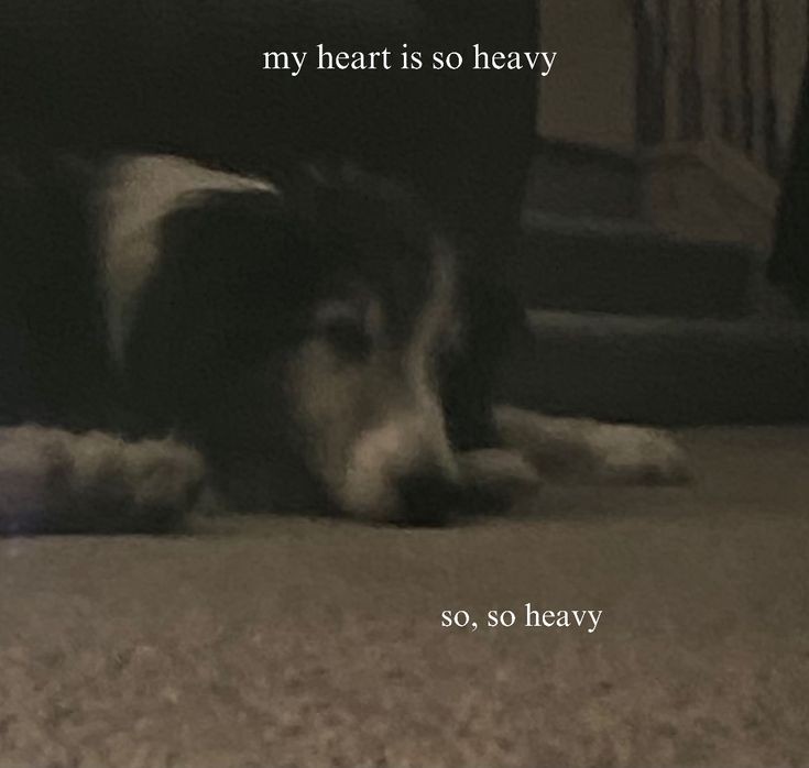 caninepoetry (@caninepoetry_) on Twitter photo 