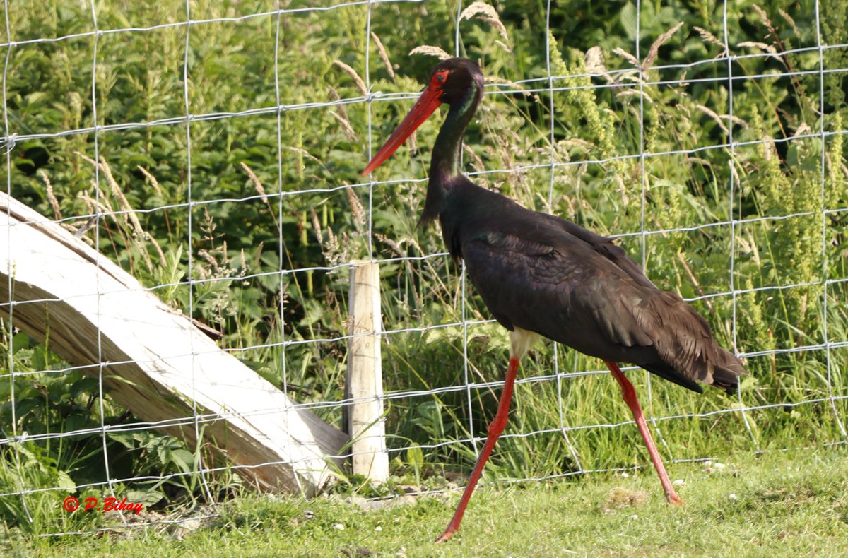 batoroulan's tweet photo. Belle visite ce dimanche à #Bièvre #Wallonie #biodiversité #ornithologie #birds #oiseaux #NaturePhotographyDay #Nature https://t.co/OygMLFvQNk