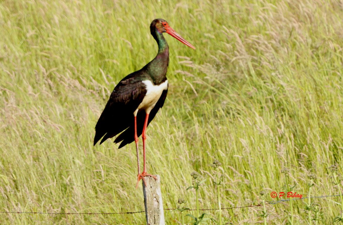 batoroulan's tweet photo. Belle visite ce dimanche à #Bièvre #Wallonie #biodiversité #ornithologie #birds #oiseaux #NaturePhotographyDay #Nature https://t.co/OygMLFvQNk
