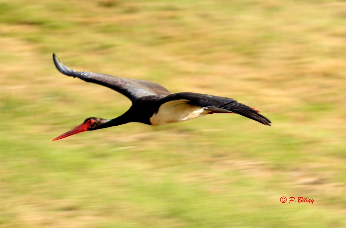 batoroulan's tweet photo. Belle visite ce dimanche à #Bièvre #Wallonie #biodiversité #ornithologie #birds #oiseaux #NaturePhotographyDay #Nature https://t.co/OygMLFvQNk