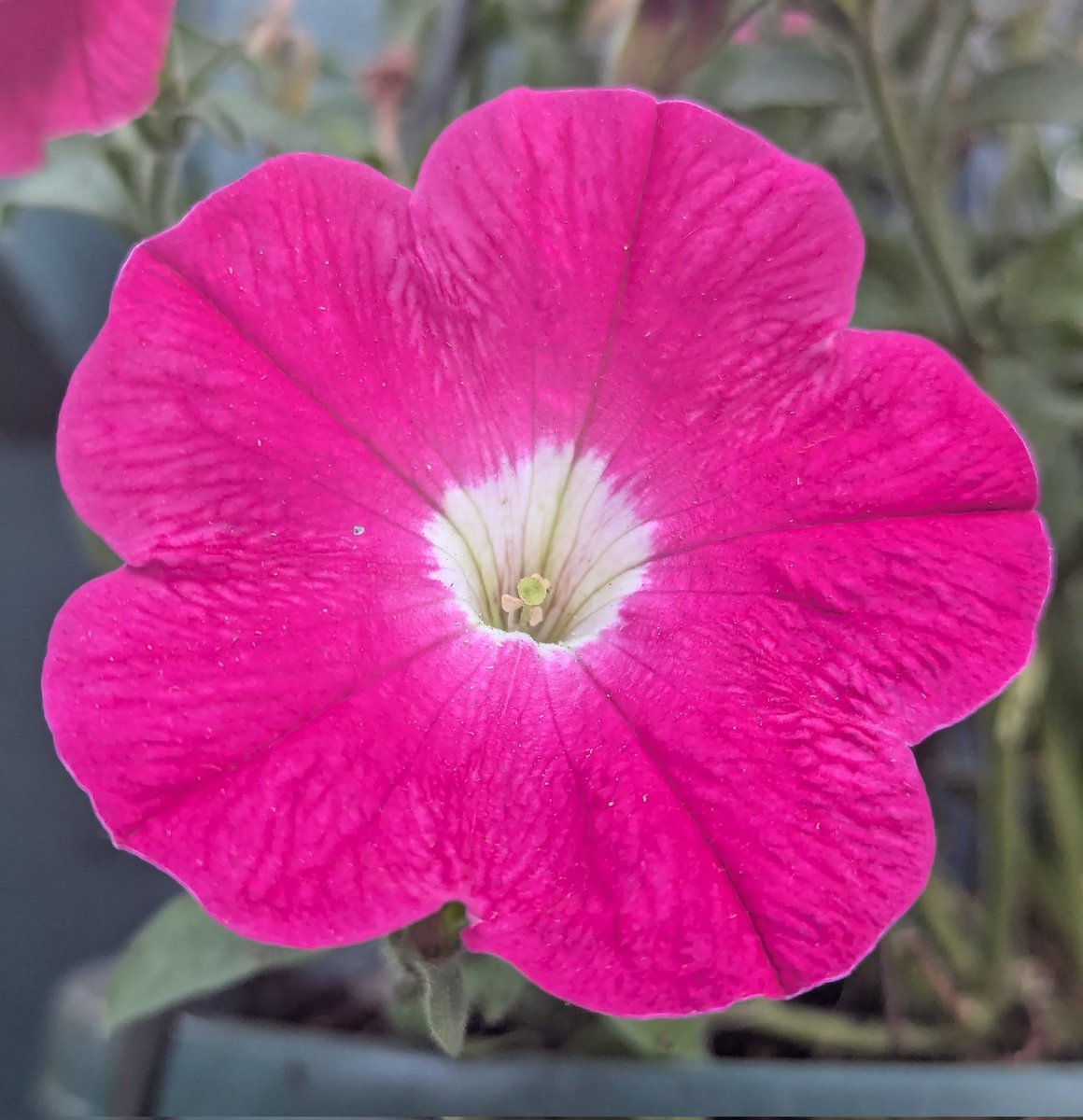 Petunias looking lushious In full bloom.
☀️ 🌿💕 🫶😌
#MagentaMonday #Flowers #gardening