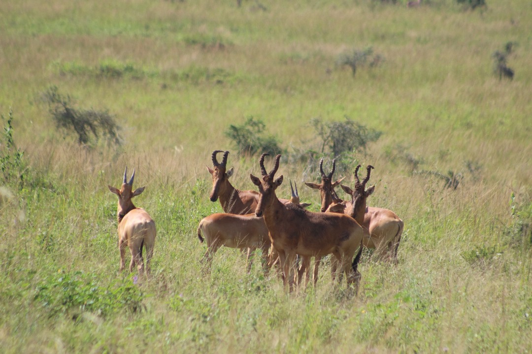 East African Crude Oil Pipeline Host Communities (@eacophostcmty) on Twitter photo Wildlife Alert! 🐘🌳 
Oil projects in the Albertine region are threatening the habitats of incredible wildlife. Let's stand up for their future and demand protection for these precious ecosystems. #stopEACOP
#WildlifeProtection #wildlifealert Wildlife Alert! 🐘🌳 
Oil projects in the Albertine region are threatening the habitats of incredible wildlife. Let's stand up for their future and demand protection for these precious ecosystems. #stopEACOP
#WildlifeProtection #wildlifealert
