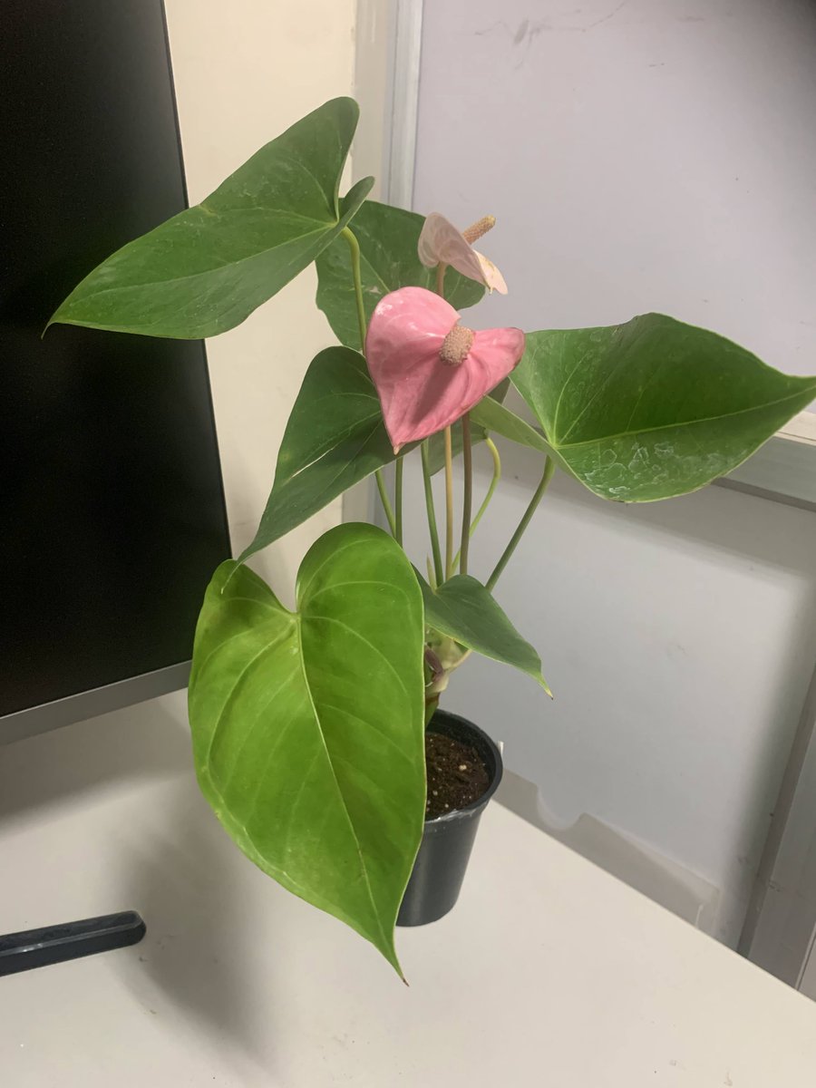 Thats my new plant around my work environment to beat the #Mondayblues #GoGreen #loveforplants