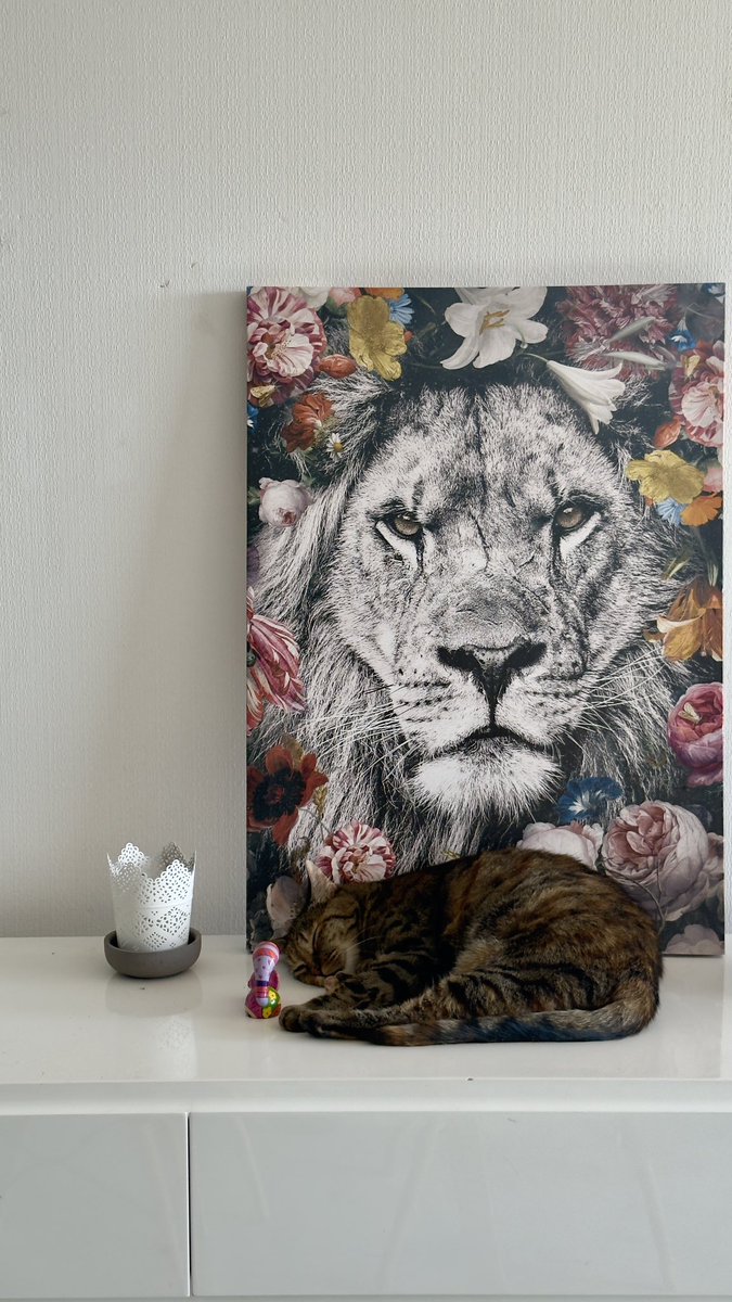 PDConWeb's tweet image. Ma chatte doit avoir une vie secrète la nuit, pour que je la retrouve comme ça chaque matin…