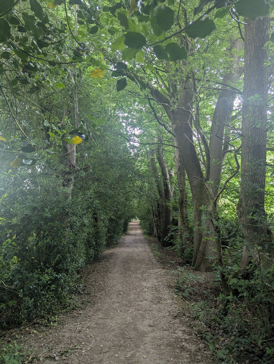 baslovia's tweet image. One of several lovely tree lined footpaths on yesterday's Sheffield Round walk.