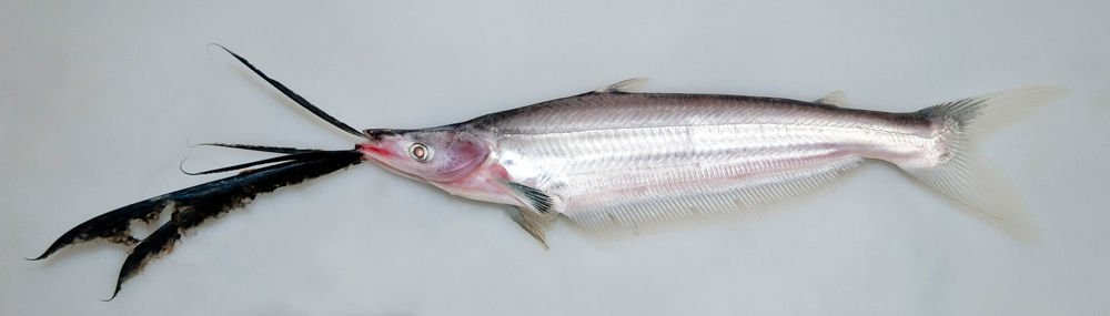 piyamas Limaichay tweet media