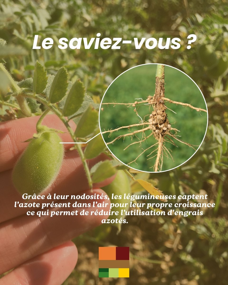 🌱 Le saviez-vous ? Les #légumineuses ont un super-pouvoir : elles captent l’azote de l’air grâce à des bactéries symbiotiques sur leurs racines. 🦠

Résultat ? Moins d’engrais et une #agriculture + durable ! 🚜🌍 Une aubaine pour la planète et nos assiettes. 🫘💛