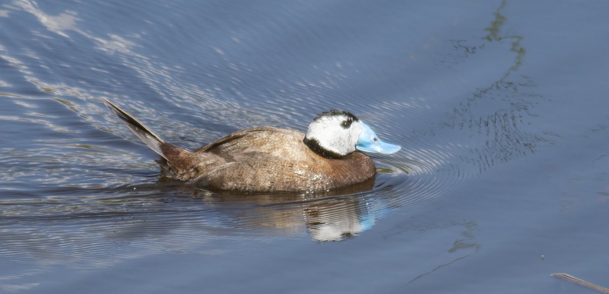 #Haftanınkuşu Dikkuyruk olmuş. Hayal türlerimdendi.
Geçen sene tanışmıştım kendisiyle.
Van 2024