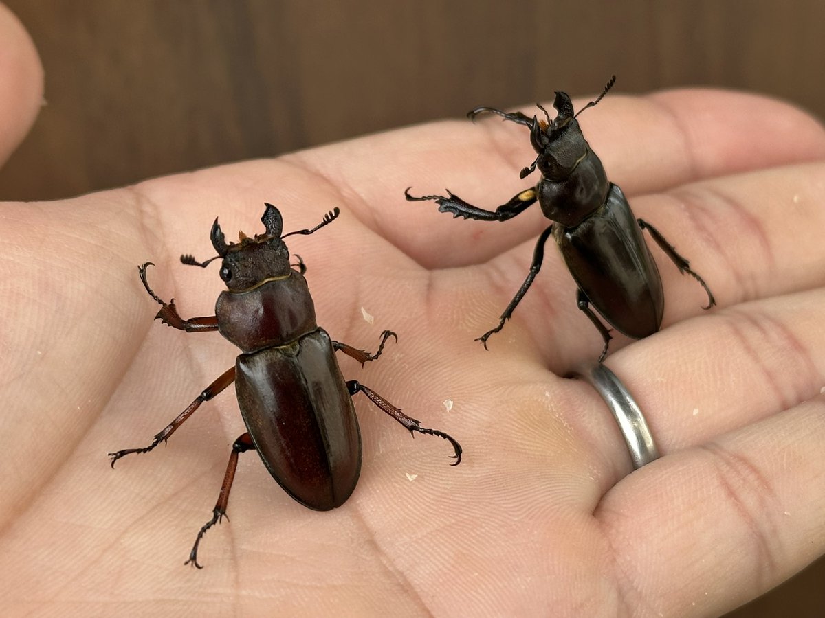 グラディウスミヤマは残すところ60up2頭と雌単品となりました。

気になっている方がおりましたらDMにてご商談ください👍🏻