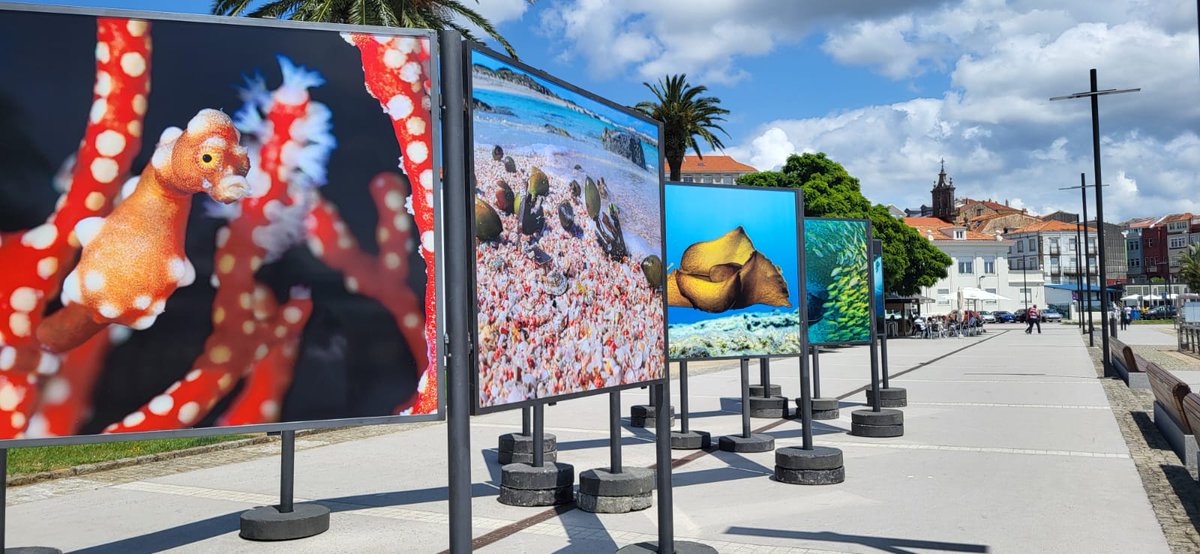 Festival Mar de Mares tweet media