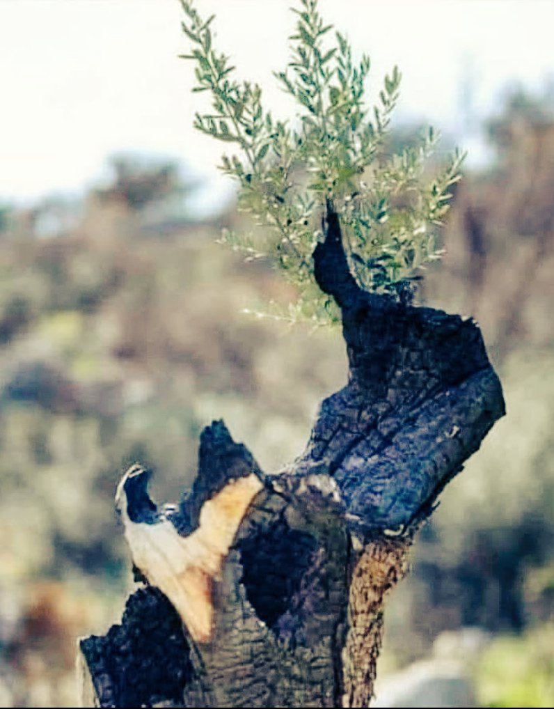 "Kötüler kendilerine
Tahammül edildikçe,
Daha çok azarlar."

//Tolstoy//

#ZeytinimeDokunma