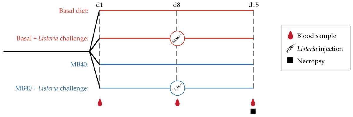 Microorganisms MDPI (@micro_mdpi) on Twitter photo 🦠The study investigates the effects of dietary supplementation with Bacillus subtilis MB40 on immunity in piglets challenged with Listeria monocytogenes (LM).
🔎More at: mdpi.com/2440482 #mdpimicroorganisms via <a href="/Micro_MDPI/">Microorganisms MDPI</a> 🦠The study investigates the effects of dietary supplementation with Bacillus subtilis MB40 on immunity in piglets challenged with Listeria monocytogenes (LM).
🔎More at: mdpi.com/2440482 #mdpimicroorganisms via <a href="/Micro_MDPI/">Microorganisms MDPI</a>