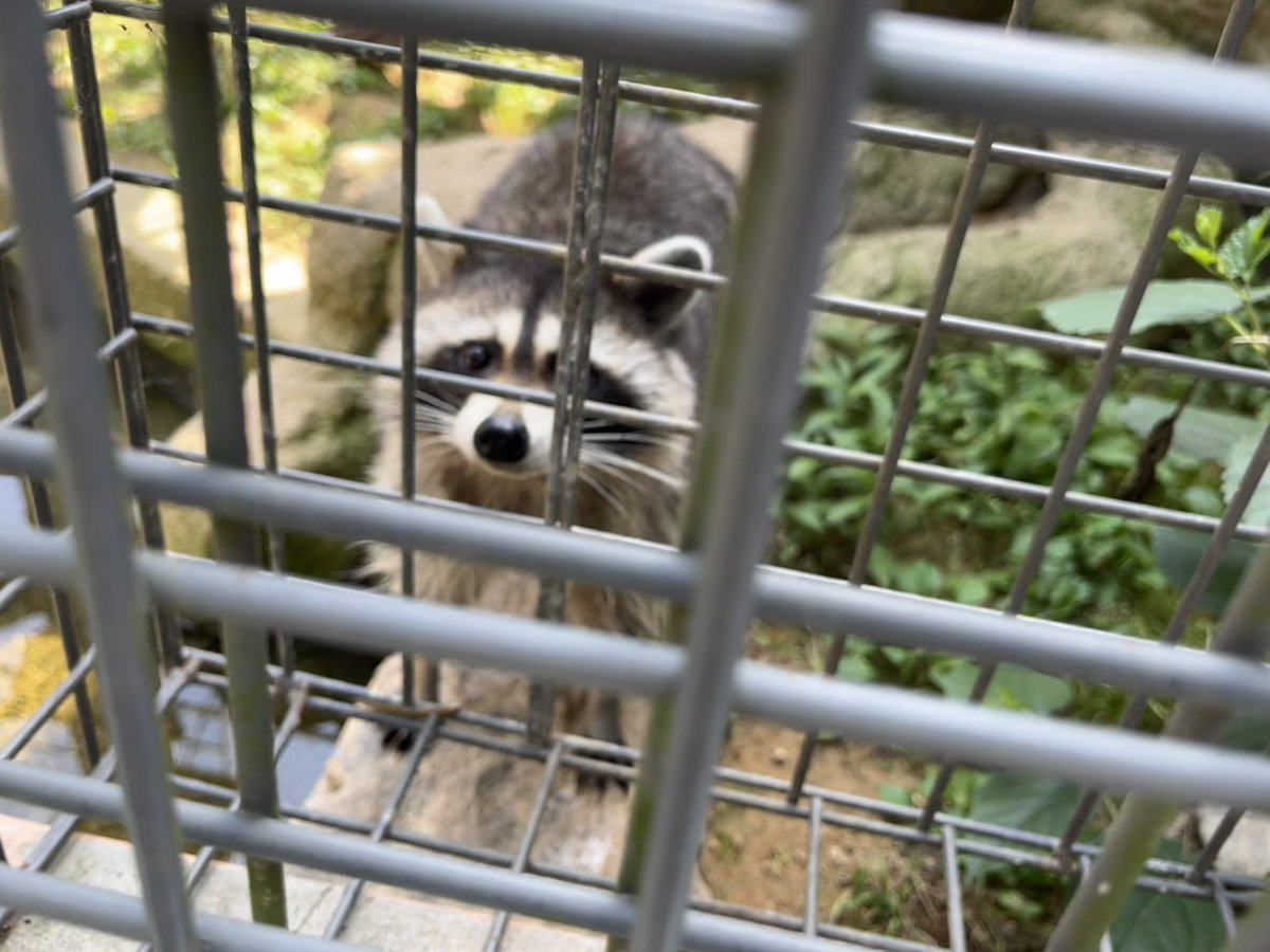 🦝🥰🥰🥰