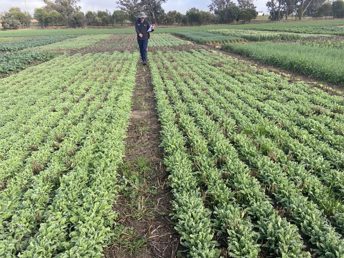 Visited the HALO Bobalong (Tambellup) site last week, it is powering along, displaying many legume options for the area