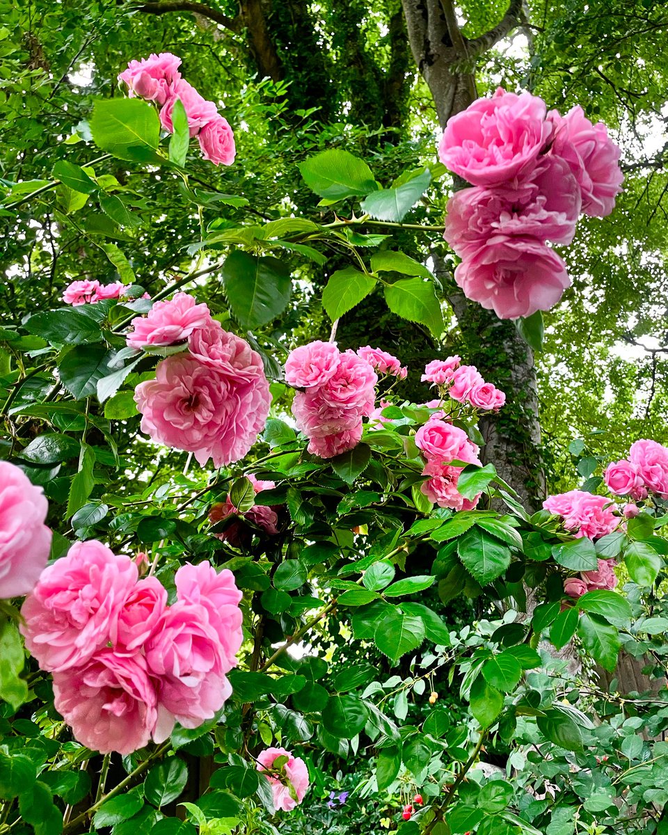 Everything’s coming up #mawr #everythingscominguproses #garden #naturephotography #monday #june #summer