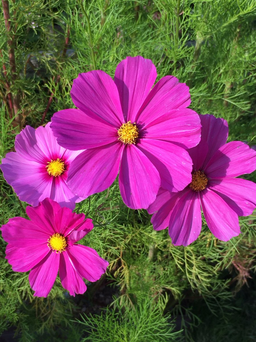 Szalix's tweet photo. #MagentaMonday 🌺 #GardeningX 🌺#CosmosChallenge 🌺 https://t.co/S61UUvMd41