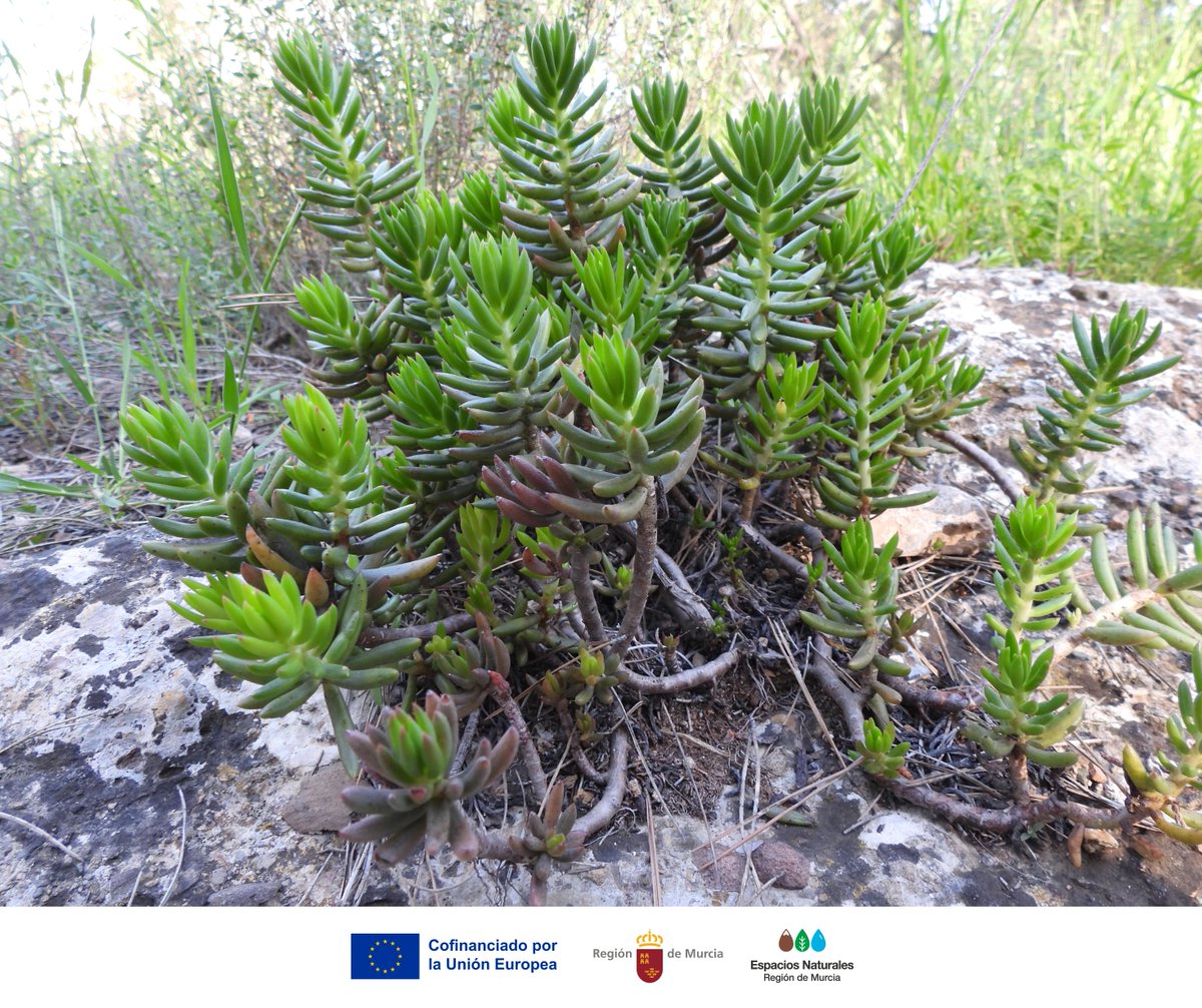 La #UñaDeGato (Sedum sediforme), es una planta crasa que se adapta a entornos secos y pedregosos de #ElVallePR. Sus hojas carnosas almacenan agua, lo que le permite sobrevivir donde muchas otras no pueden.

🟡 En primavera, se cubre de flores amarillas aportando color y vida.