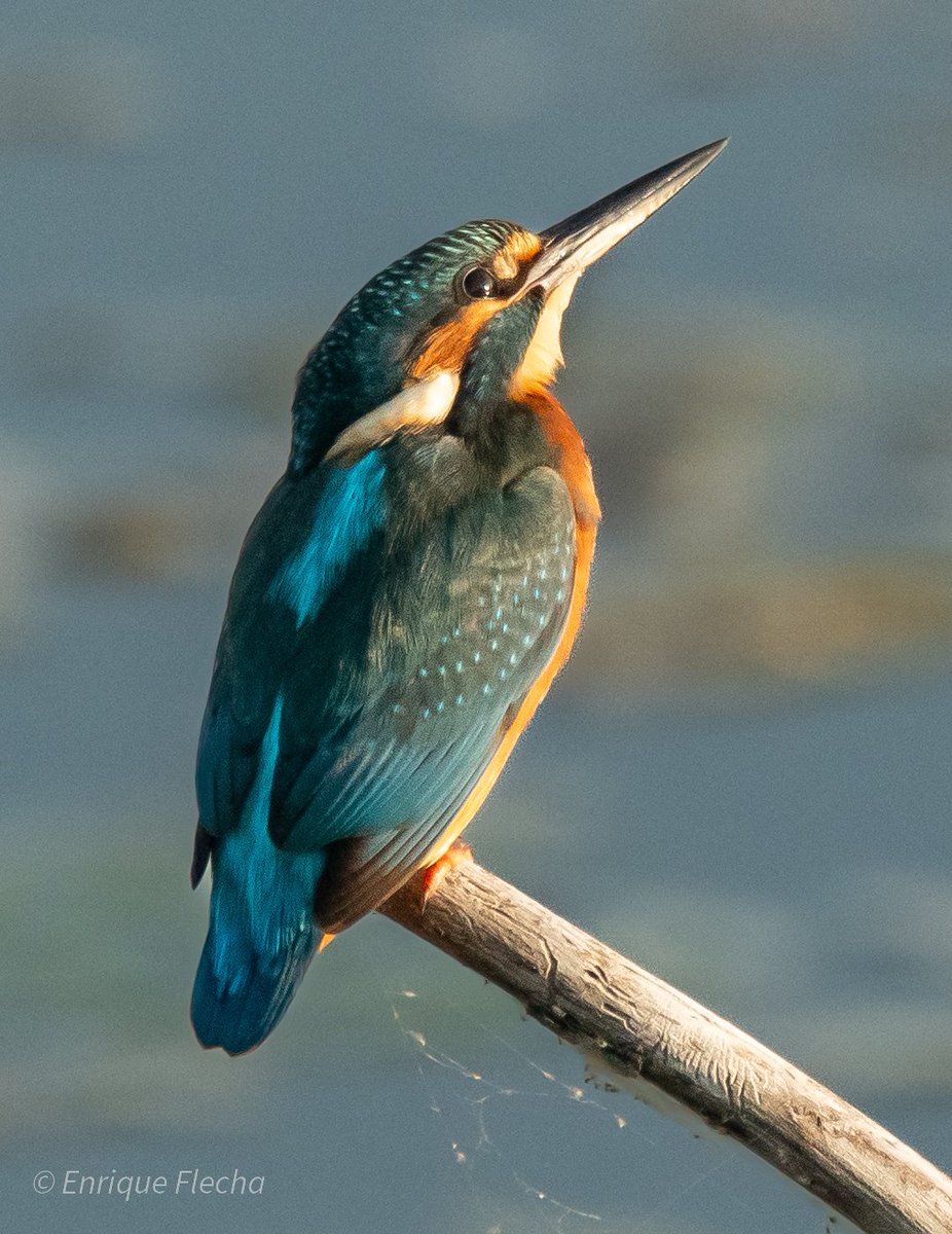 Martín pescador común (Alcedo atthis), la flechita azul. P. R. del Sureste, Madrid, España, Junio 2025, que tengáis una estupenda semana.
Orden: Coraciiformes 
Familia: Alcedinidae 
#BirdsSeenIn2025 #nikon #tamron #wildlifespain #pajareando #aves #birds #ornitologia #birdslovers