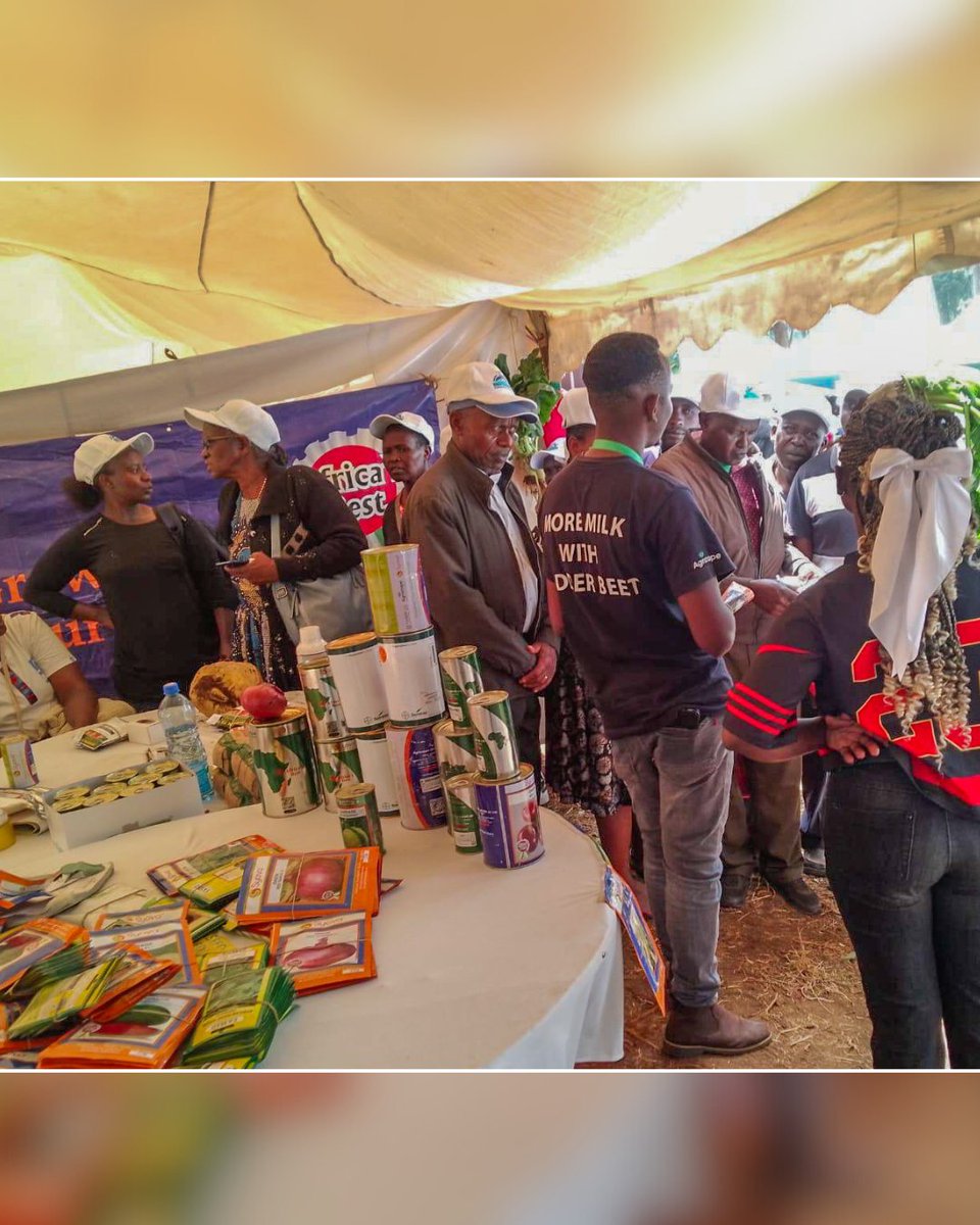 easeedco's tweet image. What a day at the Meru Dairy Coop Show! Farmers flocked to our tent to learn about our Fodder Beets, a game-changer in livestock feed! 🐄
✔ High-yield  
✔ Energy-rich  
✔ Boosts milk &amp;amp; weight gain  
Available in agrovets &amp;amp; EASEED outlets!  
#FodderBeets #DairyFarming #EASEED