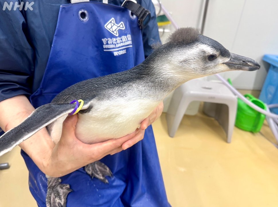 久保井朝美です 東京都のすみだ水族館では、今年4月に マゼラン