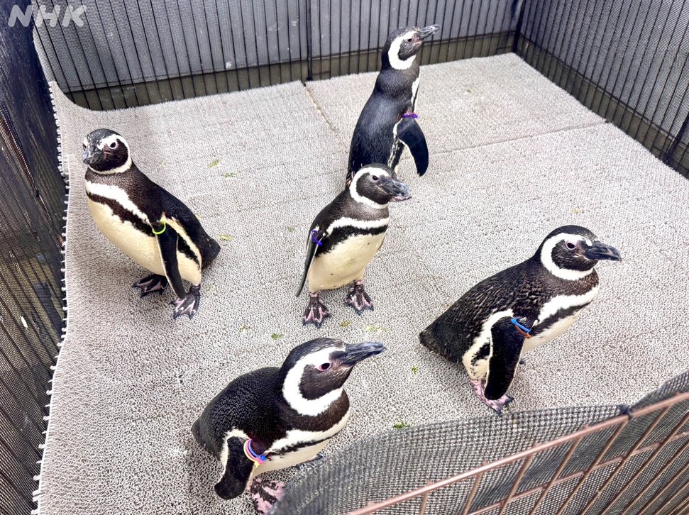 久保井朝美です 東京都のすみだ水族館では、今年4月に マゼラン