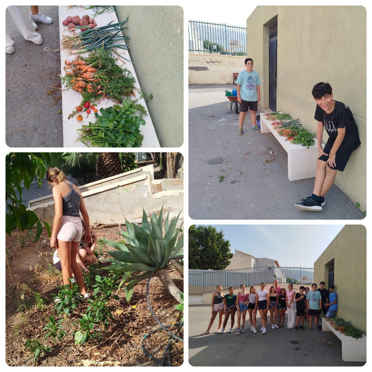 Nuestros alumnos de la asignatura de Educación Ambiental han demostrado un compromiso excepcional con la sostenibilidad, transformando nuestro centro en un espacio más verde y eficiente. A lo largo del curso, han adquirido conocimientos sobre el cuidado del medio ambiente.