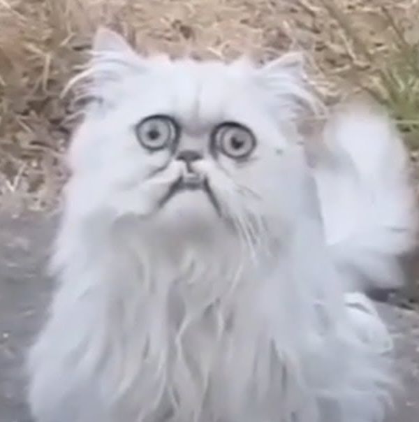 As per Charity incentive, the Cattayos decided on a new profile picture for this week for me. Oh gods.