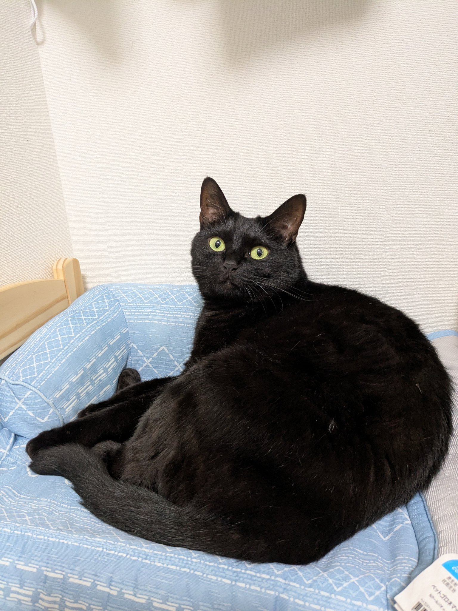 黒猫つくねちゃん太しっぽ on X: 