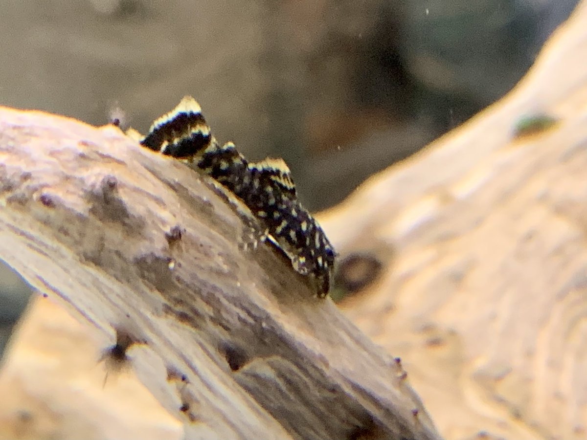 ブッシープレコ2cm
超特価¥380です😊
苔を食べてくれますよ
#ブッシープレコ
#プレコ
#苔を食べてくれる魚