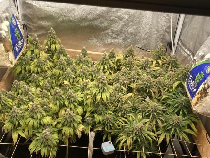 One more week to go before harvest!✂ She looks and smells delicious!  I can’t wait to smoke these tasty buds!!!!
📸: gdogfunk 
#crystalwhite #spliffseeds
spliffseeds.nl/product/crysta…