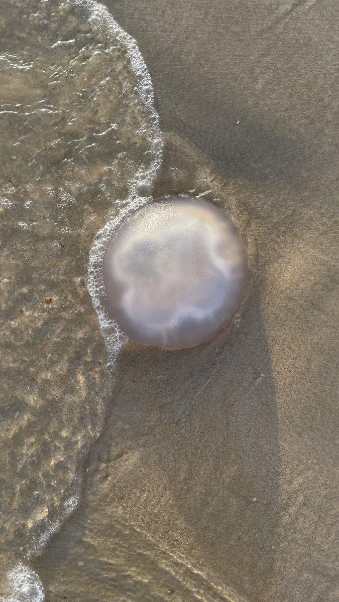 ⚠️¡Ojo a las medusas en las playas de Huelva!

🌊 La Aguamala (Rhizostoma pulmo) es común. Medusa grande, blanquecina, sin tentáculos largos. Su picadura irrita, pero no es grave. Si la ves, ¡no la toques! #MedusasHuelva #PlayasHuelva 
#Matalascañas