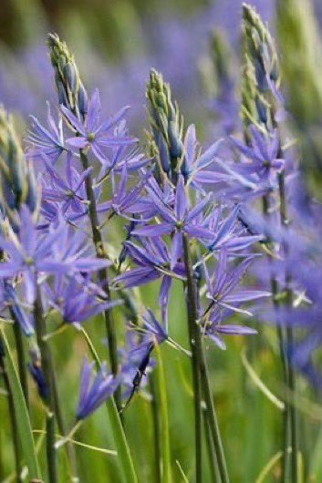 23 June ‘56  I don’t know how many people grow Camassia, but those who don’t should.  #gardening 
rhs.org.uk/plants/article…