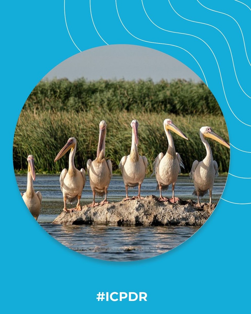 📸 #DanubeDetective Quiz #3: Look at this photo. Can you guess where along the Danube it was taken❓

🗺️ Drop your guess – bonus points if you’ve been there!
🏞️ Share your own Danube view with #DanubeDetective and tag us! #ICPDR