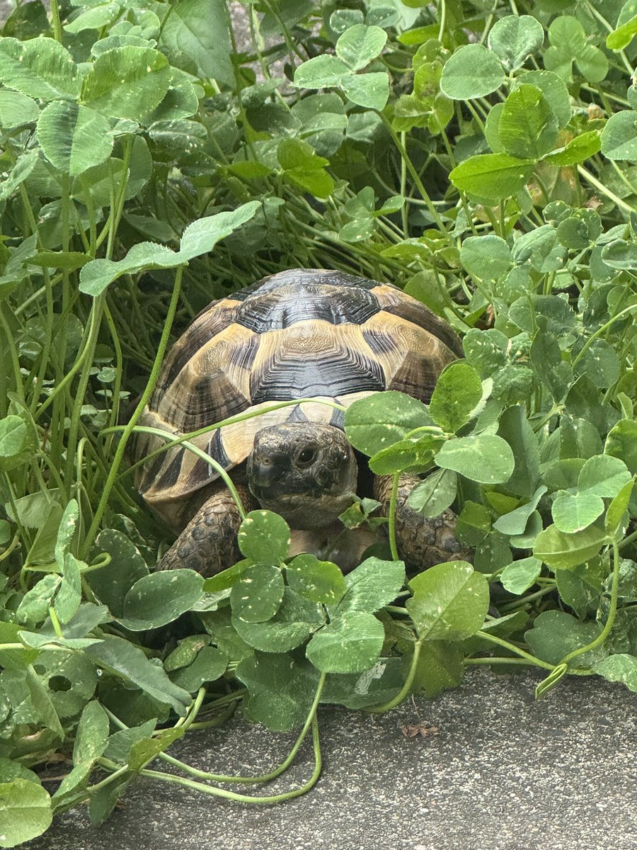 uuuni_10's tweet photo. シロツメクサに囲まれる🐢 https://t.co/RIkkp2Ftla