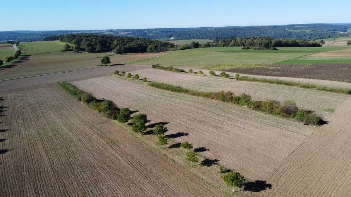ASD_INRAE's tweet image. Koch, O., Moore, J., Hörl, J. et al. Sheltered by trees: long-term yield dynamics in temperate alley cropping agroforestry with changing water availability. Agron. Sustain. Dev. 45, 27 (2025).
doi.org/10.1007/s13593…
#ShortRotationCoppice #Walnut #ClimateChangeAdaptation