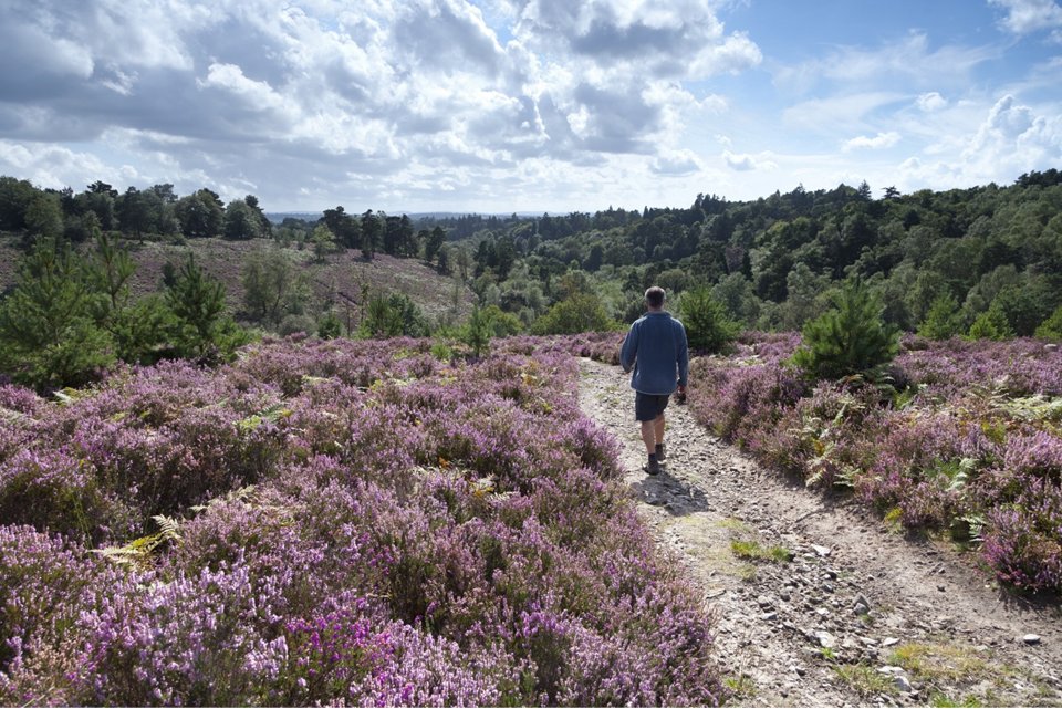 🌳 Fantastic news! #WealdenHeathsNNR has been declared as England's newest #NationalNatureReserve as part of the King’s Series of NNRs. An abundant landscape of environmentally critical #Heathland and endangered species in #Surrey.  #NatureRecovery