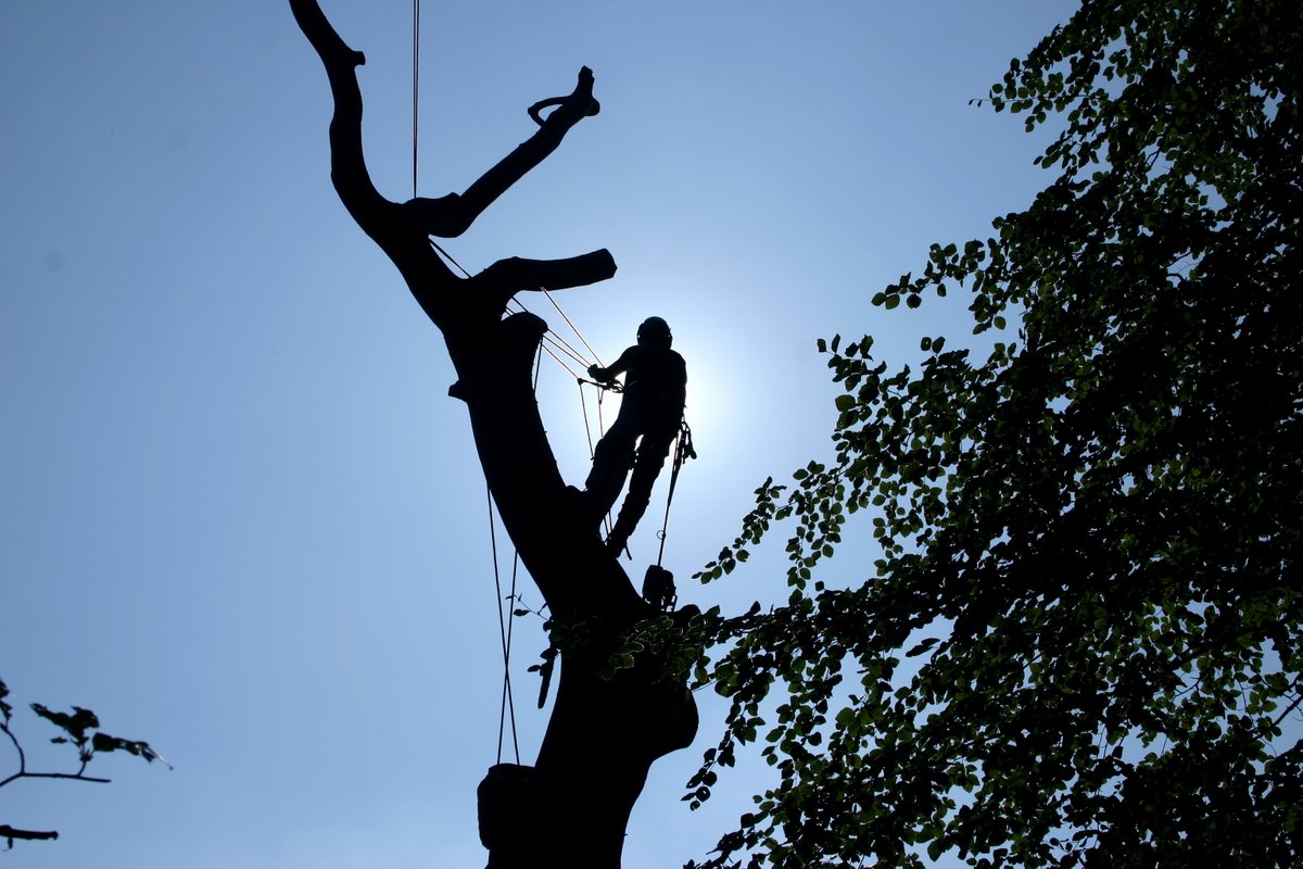 Trees are vital to our ecosystems and the aesthetics of our landscapes. We offer comprehensive tree care services, including pruning, health assessments, and disease management, ensuring your trees remain healthy and safe. Trust our certified arborists to provide expert care.