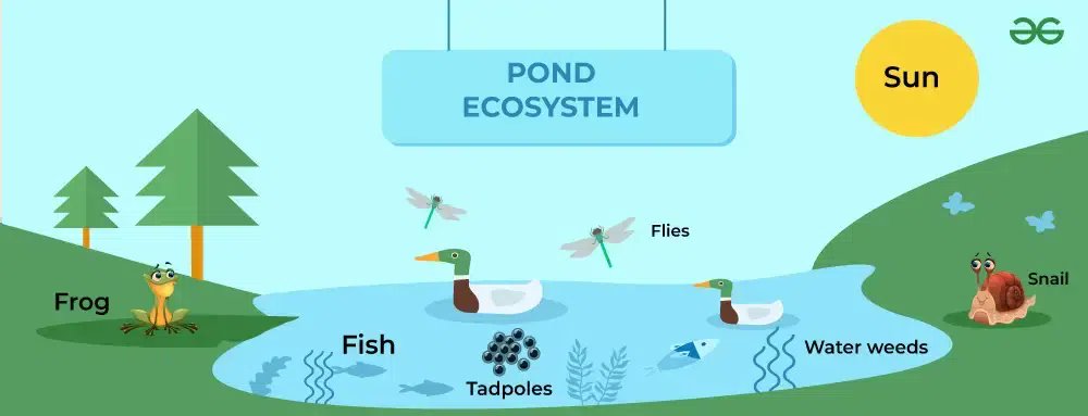 #Biodiversity ≠ #Ecosystem

Ese wajyaga ubisobanukirwa?

🔹 Biodiversity: ni urusobe rw'ubwoko butandukanye bw’ibinyabuzima – ibimera, inyamaswa, udukoko..
🔹 Ecosystem: ni uburyo ibyo binyabuzima bikorana n’ibidukikije nk’ubutaka, amazi, izuba, umwuka..

Ibuka gukora follow!