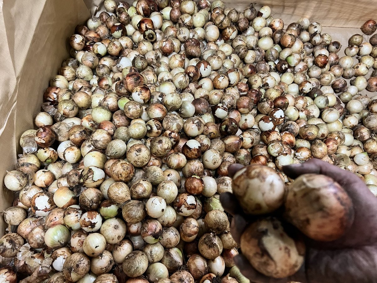 皆さんたまねぎ🧅って食べますか？
今年も田んぼにたまねぎを栽培してみたのですが、天候が悪く小玉が多く…
Sサイズ以下の小玉たまねぎ農協さん買取不可となりました。ネットで格安で販売するのでその際は是非🧅もちろんお米も販売します🌾