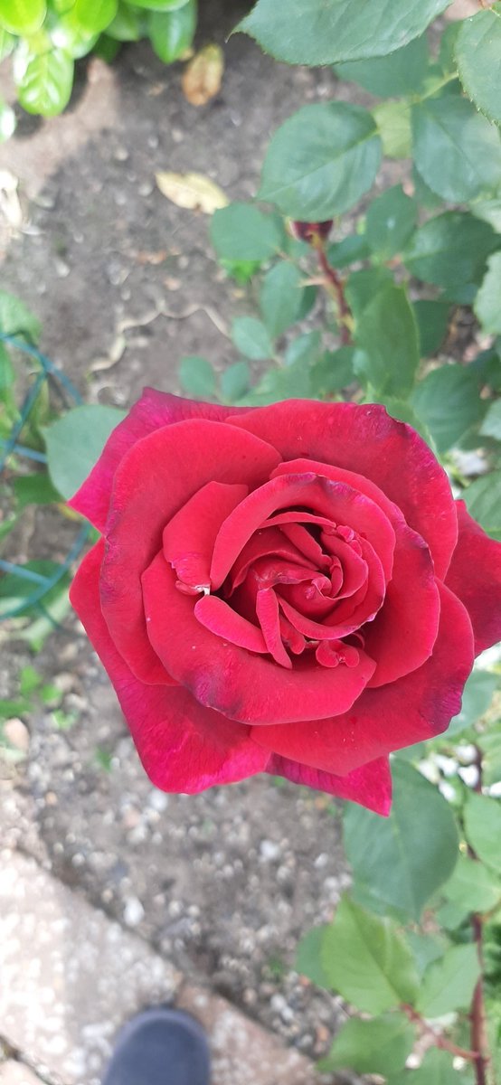 AJ78292's tweet image. Roses are spectacular this year